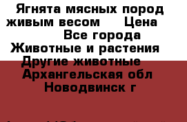 Ягнята мясных пород живым весом.  › Цена ­ 125 - Все города Животные и растения » Другие животные   . Архангельская обл.,Новодвинск г.